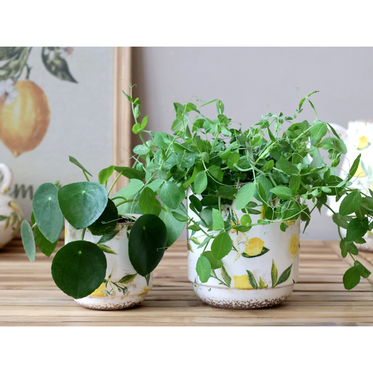 Chic Antique - Limone Skjuler med Citronmotiv H10/Ø10