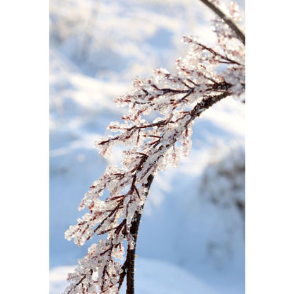 Chic Antique Krans med Frost Ø45 cm – Natur  Smuk håndlavet julekrans fra Chic Antique med et dekorativt frostet udtryk – perfekt til at skabe hyggelig vinter- og julestemning i hjemmet. ❄️🎄