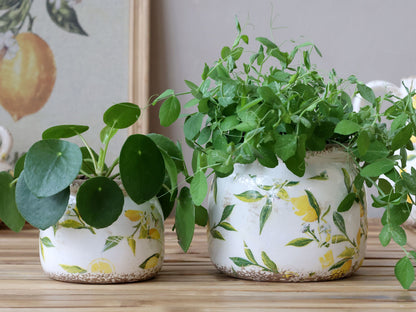 Chic Antique - Limone Skjuler med Citronmotiv H9,5/Ø12