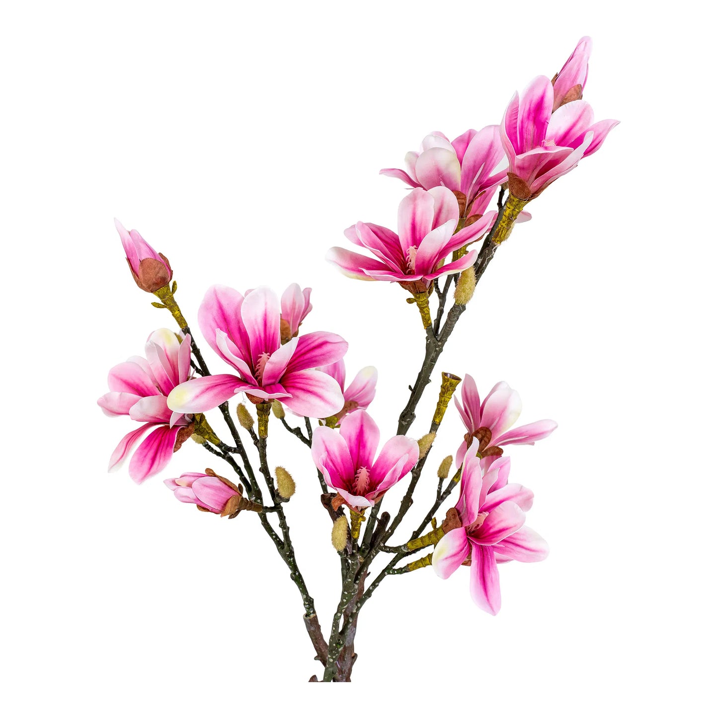 House Nordic - Magnoliatræ