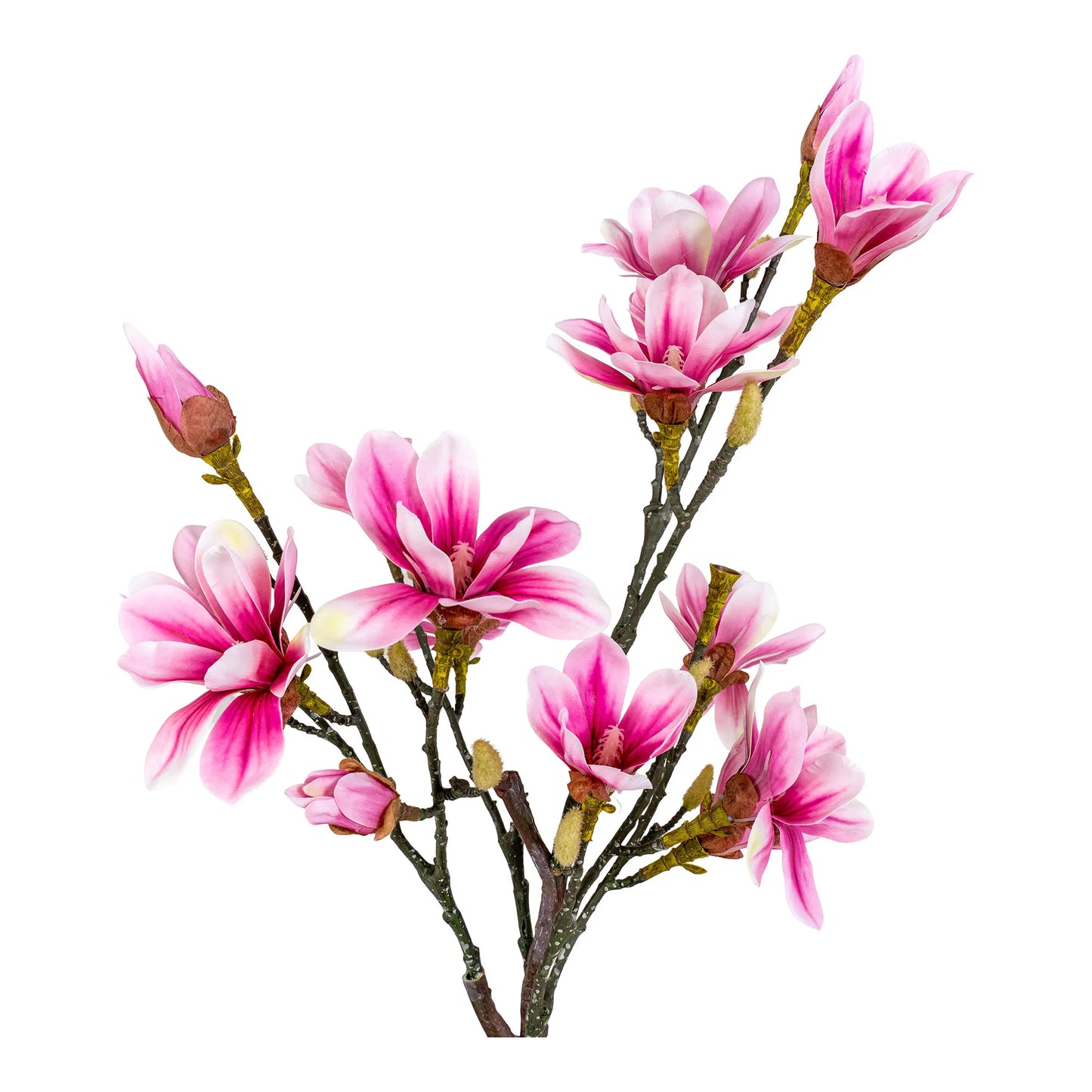 House Nordic - Magnoliatræ