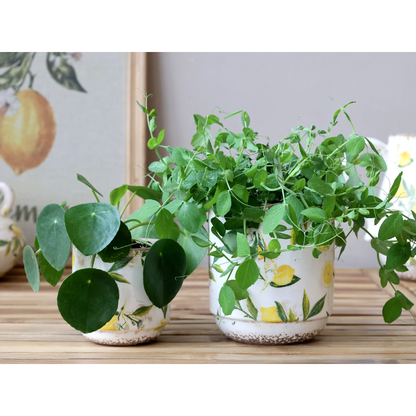 Chic Antique - Limone Skjuler med Citronmotiv H10/Ø10